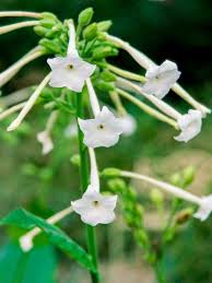 Attēlu rezultāti vaicājumam “Nicotiana tabacum flower”