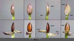 Attēlu rezultāti vaicājumam “Digitaria ischaemum”