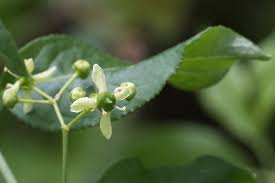 Attēlu rezultāti vaicājumam “Euonymus europaeus flower”