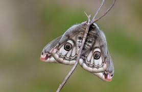 Attēlu rezultāti vaicājumam “Saturnia pavonia female”