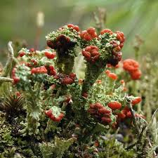 Attēlu rezultāti vaicājumam “Cladonia coccifera”