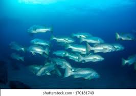 Image result for Lutjanus novemfasciatus