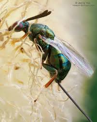 Attēlu rezultāti vaicājumam “Torymidae”