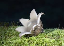 Attēlu rezultāti vaicājumam “Geastrum fimbriatum”