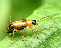 Attēlu rezultāti vaicājumam “Phyllobrotica quadrimaculata”