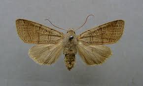 Attēlu rezultāti vaicājumam “Agrochola helvola imago”