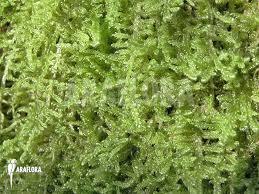 Attēlu rezultāti vaicājumam “Hypnum cupressiforme var. filiforme”