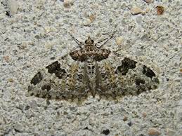 Attēlu rezultāti vaicājumam “Xanthorhoe fluctuata”