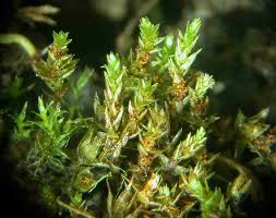 Attēlu rezultāti vaicājumam “Bryum moravicum”