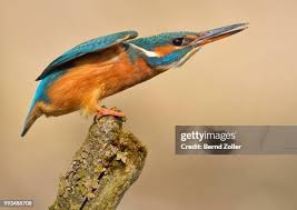 Attēlu rezultāti vaicājumam “Alcedo atthis adult”