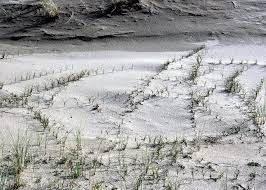 Attēlu rezultāti vaicājumam “Carex arenaria  leaf”