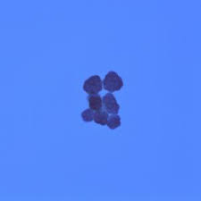 Attēlu rezultāti vaicājumam “Licea testudinacea”