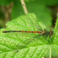 Attēlu rezultāti vaicājumam “Pyrrhosoma nymphula”