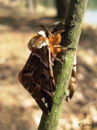 Attēlu rezultāti vaicājumam “Endromis versicolora”