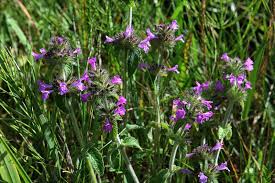 Attēlu rezultāti vaicājumam “Clinopodium vulgare flower”
