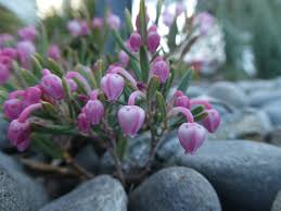 Attēlu rezultāti vaicājumam “Andromeda polifolia flower”