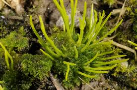 Attēlu rezultāti vaicājumam “Anthocerotopsida”