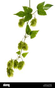 Attēlu rezultāti vaicājumam “Humulus lupulus fruit”