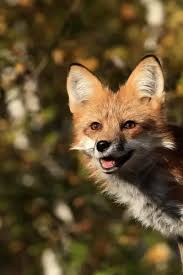 Attēlu rezultāti vaicājumam “Vulpes vulpes  adult”