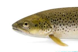 Attēlu rezultāti vaicājumam “Salmo trutta”