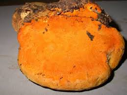 Attēlu rezultāti vaicājumam “Hapalopilus croceus”