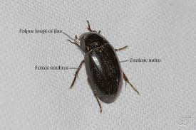 Attēlu rezultāti vaicājumam “Hydrochara caraboides”