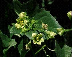 Attēlu rezultāti vaicājumam “Bryonia alba leaf”