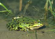 Attēlu rezultāti vaicājumam “Pelophylax”