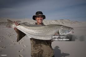 Image result for Argyrosomus japonicus