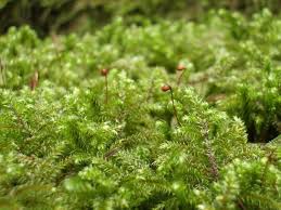 Attēlu rezultāti vaicājumam “Rhytidiadelphus triquetrus sporophyte”