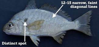 Image result for Leiostomus xanthurus