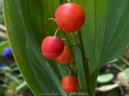 Attēlu rezultāti vaicājumam “Convallaria majalis fruit”