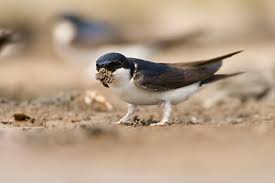 Attēlu rezultāti vaicājumam “Delichon urbicum adult”