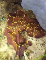 Attēlu rezultāti vaicājumam “Perichaena depressa”