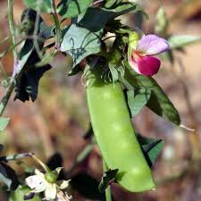 Attēlu rezultāti vaicājumam “Pisum sativum leaf”