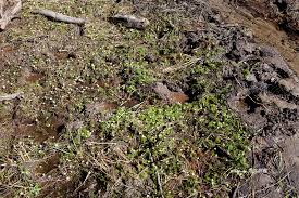 Attēlu rezultāti vaicājumam “Batrachium”