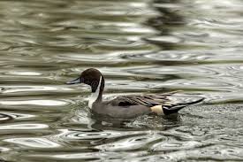 Attēlu rezultāti vaicājumam “Anas acuta male”