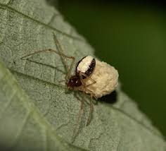 Attēlu rezultāti vaicājumam “Neottiura bimaculata”