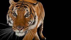 Kuvahaun tulos haulle tigers