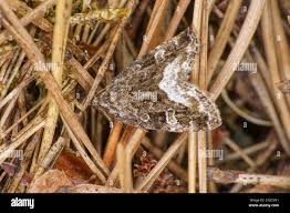 Attēlu rezultāti vaicājumam “Protodeltote pygarga”