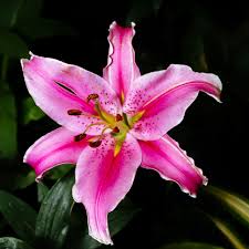 Image result for Lilie