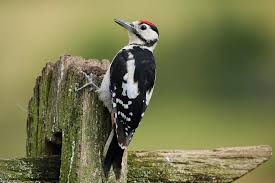 Attēlu rezultāti vaicājumam “Dendrocopos major juvenile”