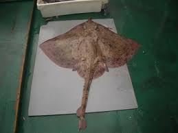 Image result for Rostroraja alba