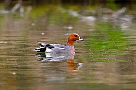 Attēlu rezultāti vaicājumam “Anas penelope”