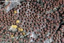 Attēlu rezultāti vaicājumam “Perichaena corticalis spores”