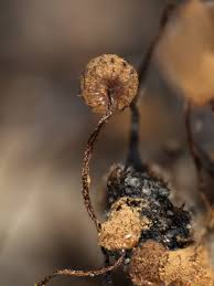 Attēlu rezultāti vaicājumam “Cribraria tenella macro”