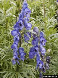 Image result for Aconitum napellus
