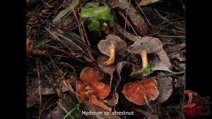 Attēlu rezultāti vaicājumam “Hydnum sp.”