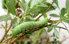 Attēlu rezultāti vaicājumam “Laothoe populi larva”