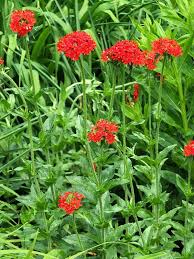 Attēlu rezultāti vaicājumam “Silene chalcedonica flower”